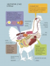 Курицеведение. Дачная энциклопедия